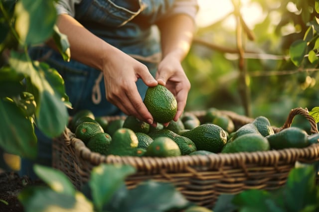 Mexican agriculture